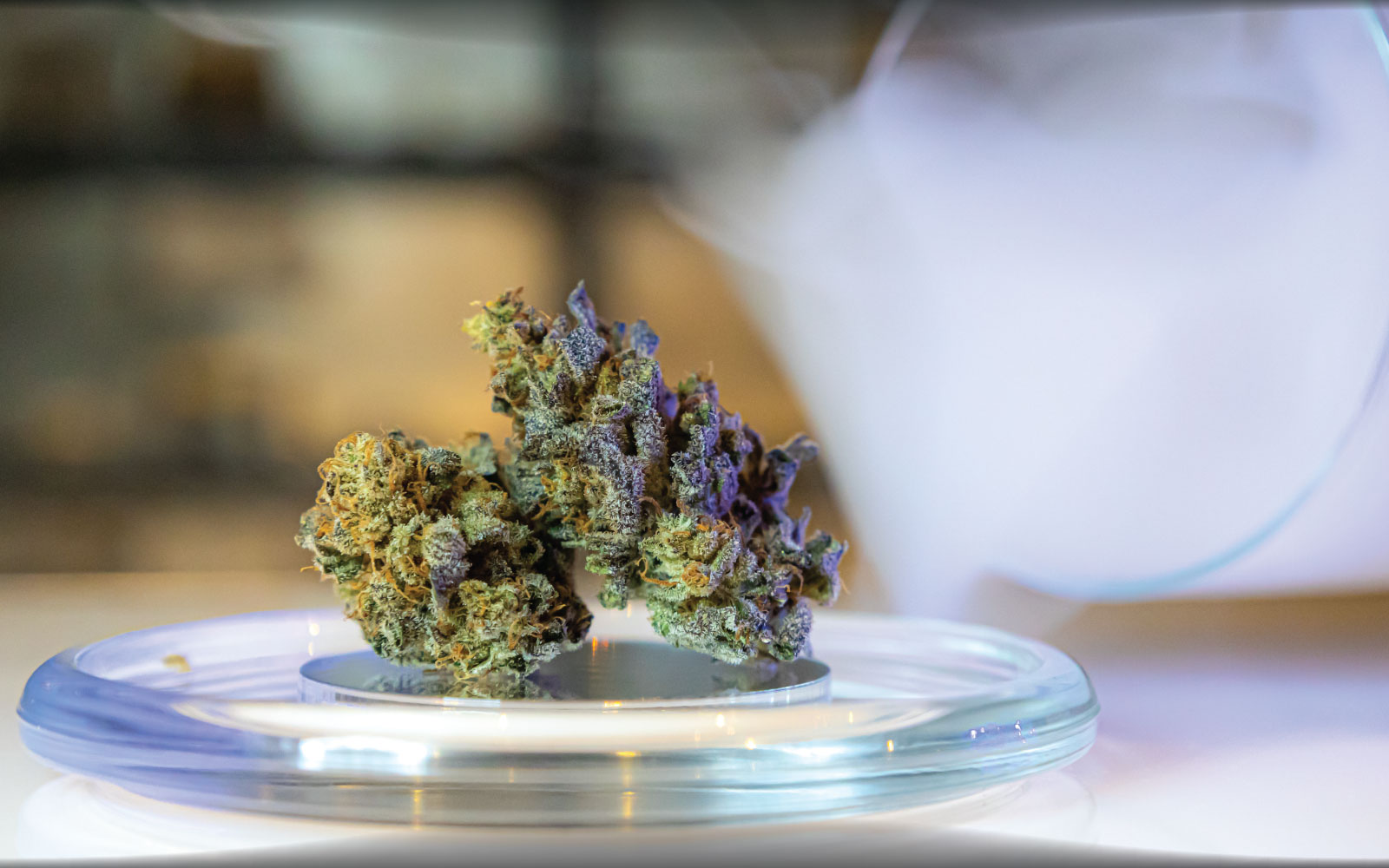 Noire Dispensary Blog Cannabinoids And Health Potential Benefits For Pain Sleep And Anxiety 1