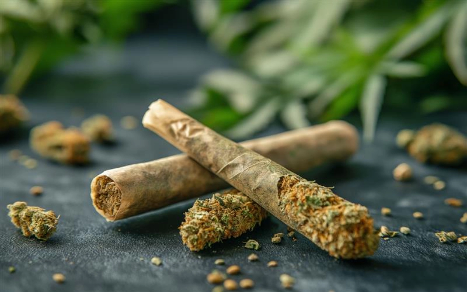 Noire Dispensary Blog Cannabis And Pets What You Should Know Before Giving It A Try 1 1