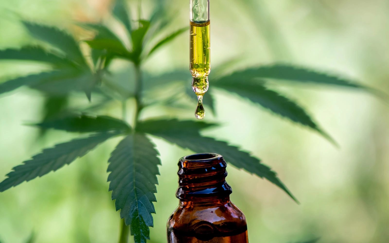 Noire Dispensary Blog The Rise Of 420 How It Became The Ultimate Cannabis Holiday 1 1 1
