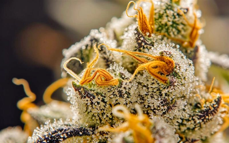 Noire Dispensary Blog The Rise Of Terpenes Exploring The Aroma Flavor And Effects Of Cannabis 1