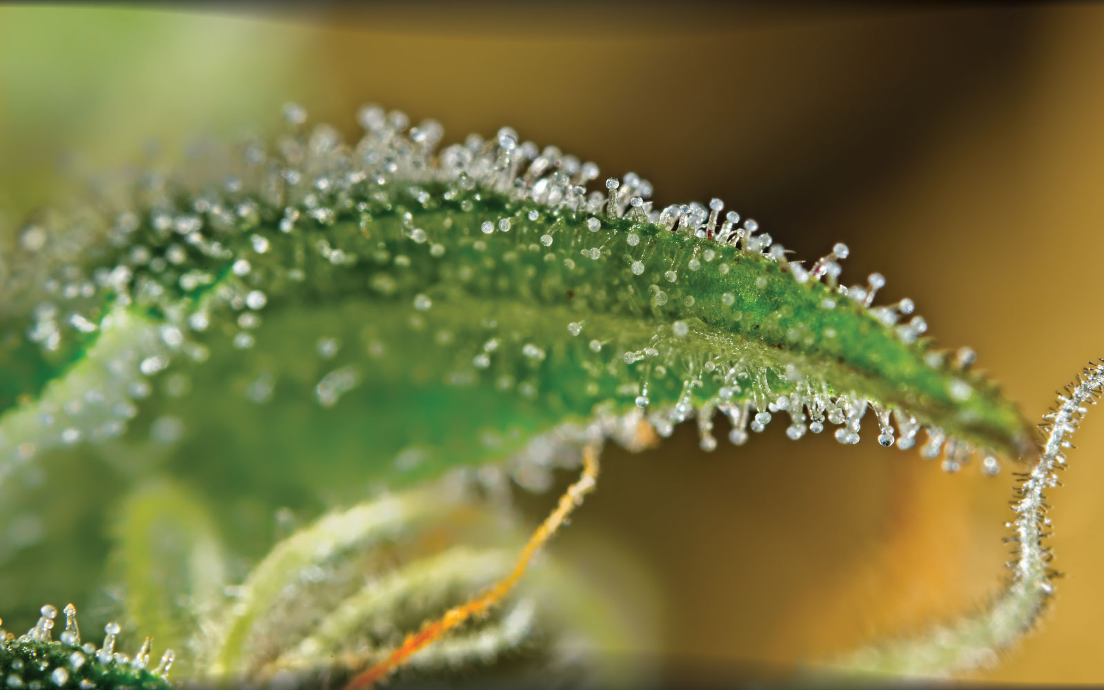Noire Dispensary Blog What Are Trichomes Exploring Their Role In Cannabis Quality 1